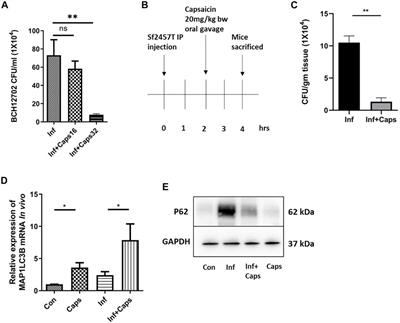 Capsaicin Inhibits Shigella flexneri Intracellular Growth by Inducing Autophagy